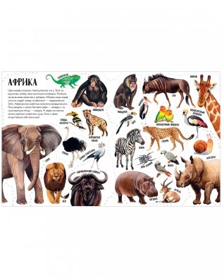 Приключения улитки Элли в мире животных (мягкая обложка) фото книги 5