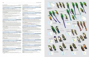 HBW and Birdlife International Illustrated Checklist of the Birds of the World Vol.1 фото книги 4