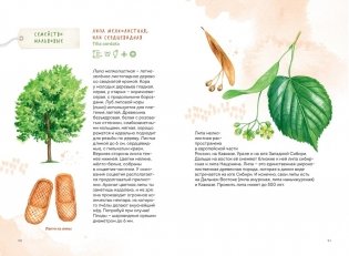 Деревья. Атлас-определитель фото книги 5