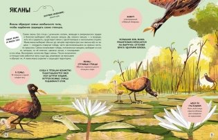 Семья в мире животных. Любовь, забота и воспитание в дикой природе фото книги 3