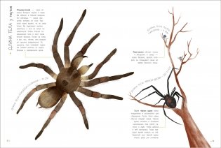 Животные в метрах и миллиметрах фото книги 2