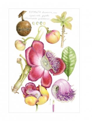 Ботаническая иллюстрация с удовольствием. Пошаговое руководство по изображению цветов, листьев, плодов и других элементов растений фото книги 7