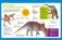 Динозавры большие и маленькие. Детская энциклопедия фото книги маленькое 6