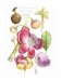 Ботаническая иллюстрация с удовольствием. Пошаговое руководство по изображению цветов, листьев, плодов и других элементов растений фото книги маленькое 8