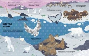 Животные. Энциклопедия с окошками фото книги 5
