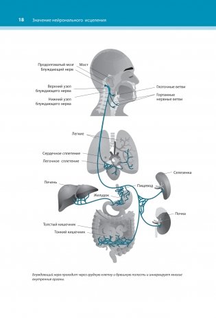 Настройка системы тело—мозг. Простые упражнения для активации блуждающего нерва против депрессии, стресса, болей в теле и проблем с пищеварением фото книги 16