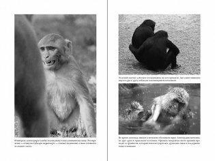 Последнее объятие Мамы: Чему нас учат эмоции животных фото книги 4