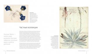 Ботаника для художника. Полное руководство по рисованию растений фото книги 11