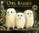 Owl Babies фото книги маленькое 2