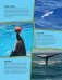 Энциклопедия животных: на суше, под водой и в воздухе фото книги маленькое 9