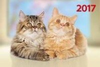 Календарь квартальный на 2017 год "Котята" фото книги