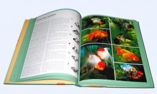 Атлас аквариумных рыб фото книги 6