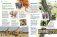 Мир животных: от актинии до ягуара фото книги маленькое 6