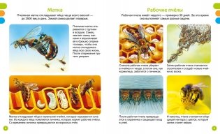 Животные-малютки фото книги 2