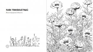Чарующие краски России. Страницы нежности и красоты фото книги 3