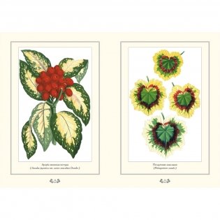 Растения с цветными листьями фото книги 10