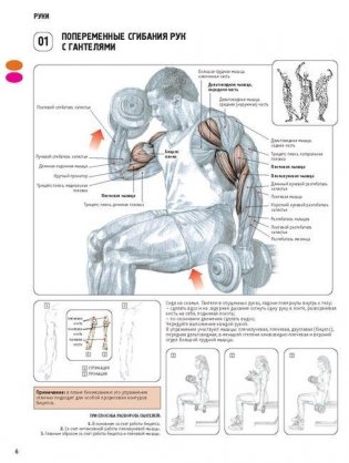 Анатомия силовых упражнений для мужчин и женщин фото книги 5