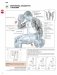 Анатомия силовых упражнений для мужчин и женщин фото книги маленькое 6