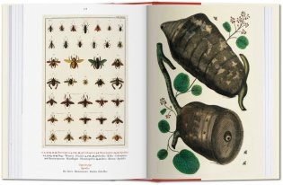 Albertus Seba. Cabinet of Natural Curiosities фото книги 7