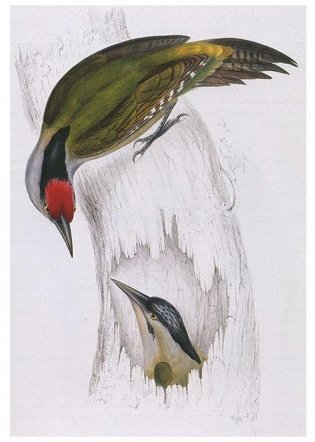 Птицы Гималаев. Иллюстрации Дж. Гульда фото книги 3