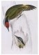 Птицы Гималаев. Иллюстрации Дж. Гульда фото книги маленькое 4