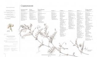 Ботаника для художника. Полное руководство по рисованию растений фото книги 3