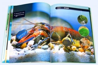 Креветки и раки в аквариуме фото книги 8