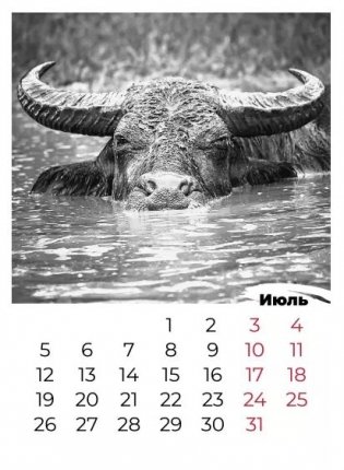 Календарь "Год быка" на 2021 год фото книги 5