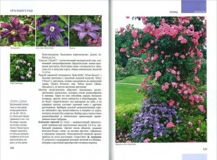 Хиты вашего сада. Розы, хвойные, лианы, газоны, красивоцветущие кустарники фото книги 3