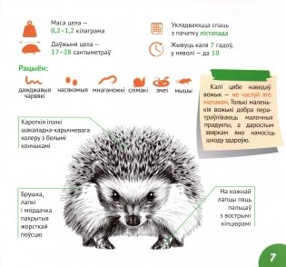 Беларускі лес фото книги 6