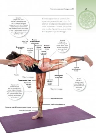 Анатомия и йога фото книги 2