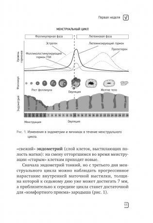 Календарь беременности — неделя за неделей. Большое путешествие от зачатия до родов фото книги 12