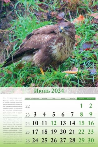 Календарь настенный перекидной на 2024 год "Особенности национальной охоты" (320х480 мм) на гребне с ригелем фото книги 5