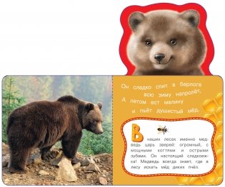 Медведь фото книги 2