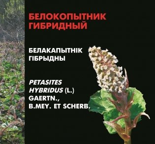 Растения-агрессоры. Инвазионные виды на территории Беларуси фото книги 5