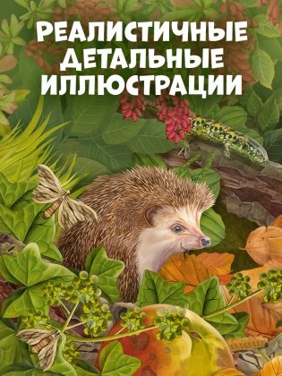 Секреты осеннего леса. Визуальная энциклопедия фото книги 3