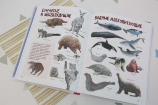 Детская энциклопедия в 2000 иллюстраций, которые можно рассматривать целый год фото книги 4