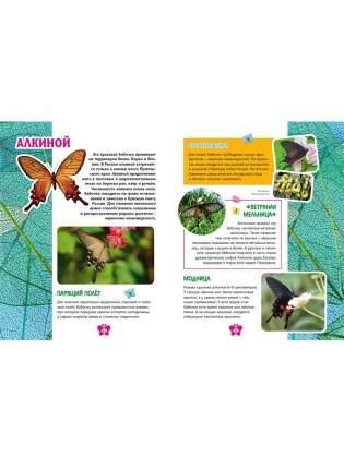 Бабочки. Детская энциклопедия фото книги 8