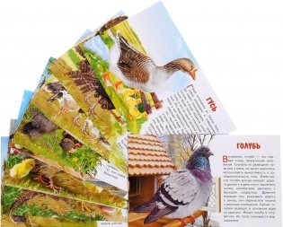 Домашние птицы. Обучающие карточки фото книги 2