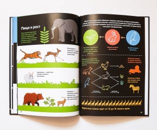В мире животных. Инфографика фото книги 3