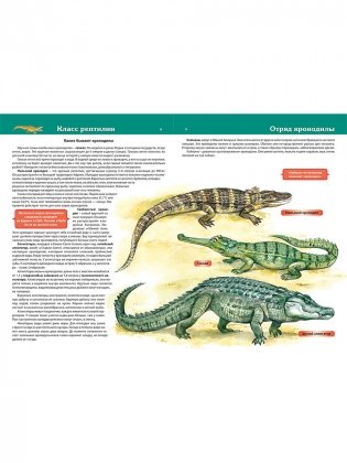 Большая энциклопедия животного мира фото книги 3