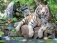 Пазл Super 3D "Белые тигры Бенгалии", 100 деталей фото книги маленькое 2