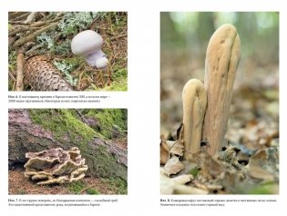 Таинственная жизнь грибов. Удивительные чудеса скрытого от глаз мира фото книги 2