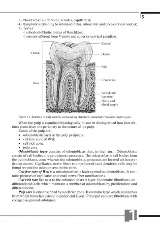Терапевтическая стоматология. Клиническая эндодонтия (на англ. языке) фото книги 6
