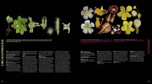 Атлас цветковых растений. 200 ботанических семейств в необычных ракурсах и мельчайших деталях фото книги 7