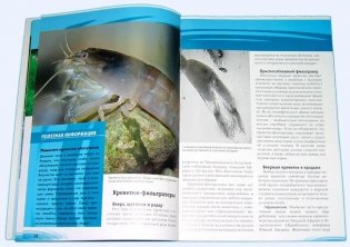 Креветки и раки в аквариуме фото книги 3