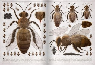 Пчелы фото книги 5