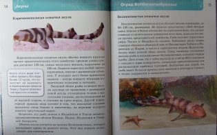 Акулы. Энциклопедия фото книги 9