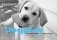 Dogplay: The Canine Guide to Being Happy фото книги маленькое 2