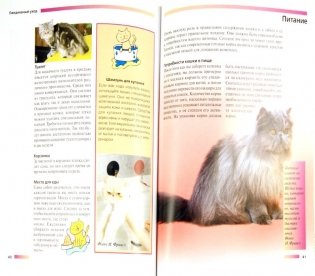 Персидская кошка фото книги 2